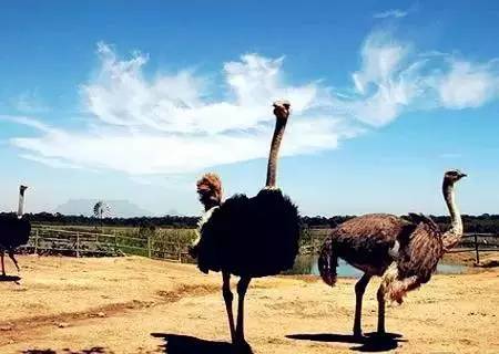 河南迪士尼乐园城堡,郑州迪士尼旅游景点