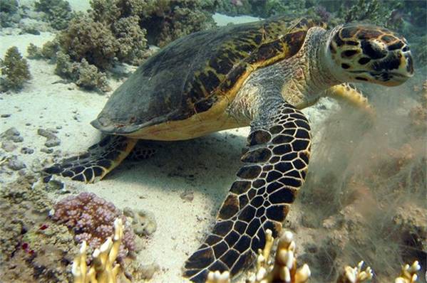 没有买卖就没有杀害别让它们消失！,1