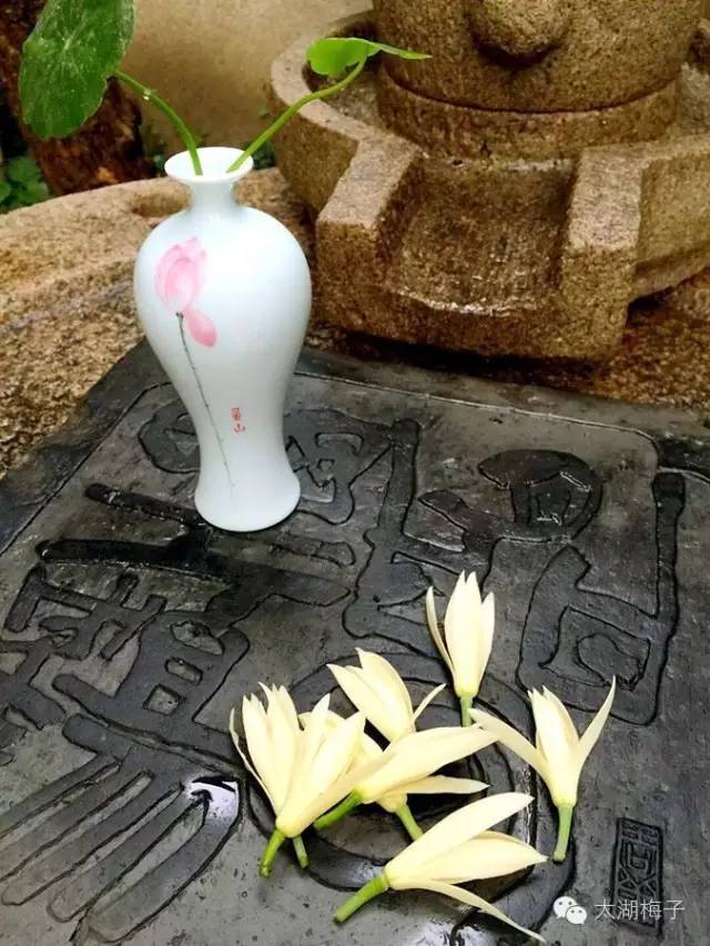 绿荫幽草胜花时的图片,绿荫幽草胜花香的前一句