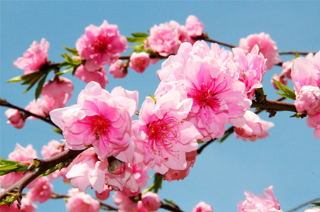 一生鸿运当头的生肖,2020年鸿运当头三大生肖