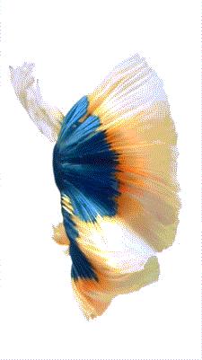 苹果6sp和6s震动一样吗,苹果6splus与6plus有什么区别