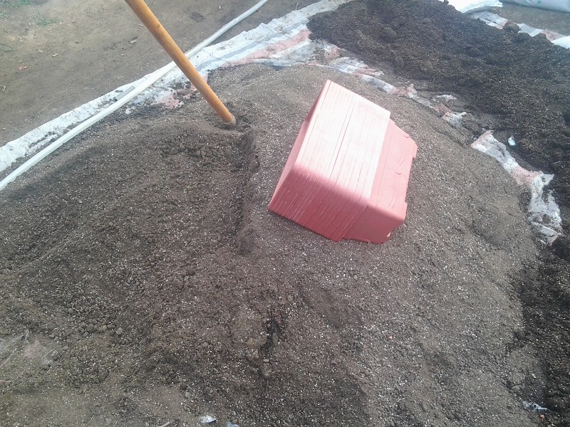 阳台茼蒿的种植方法和时间,阳台盆栽大叶茼蒿的种植方法