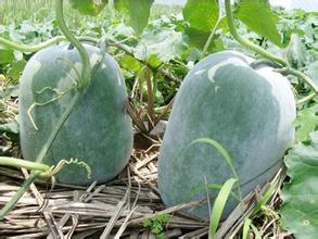 冬瓜皮对心脏病浮肿有作用吗,冬瓜皮糖尿病肾病人怎样吃