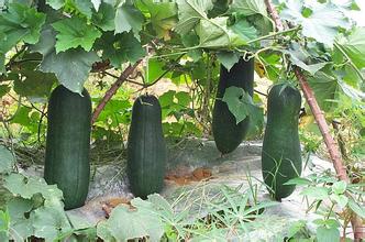 冬瓜皮对心脏病浮肿有作用吗,冬瓜皮糖尿病肾病人怎样吃