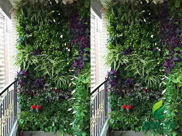 植物墙的十大功能,植物墙设计需要注意什么