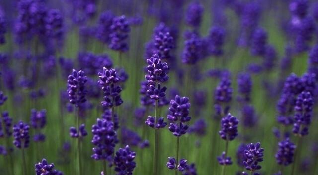 这种植物驱除蚊虫效果不亚于艾蒿,驱蚊虫草哪种最好