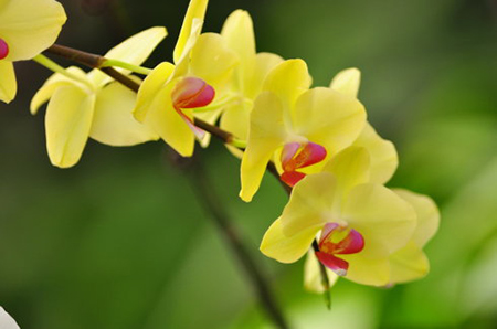 一生鸿运当头的生肖,2020年鸿运当头三大生肖