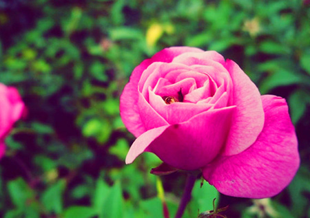 一生鸿运当头的生肖,2020年鸿运当头三大生肖