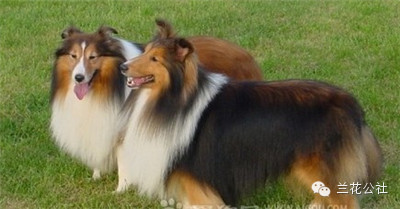 各种狗狗及其身价，狗迷们赶紧收藏起来