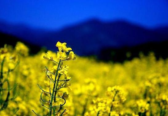 全球公认最美的十个地方图文,全球公认的十个最美的地方