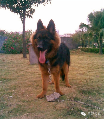 各种狗狗及其身价，狗迷们赶紧收藏起来