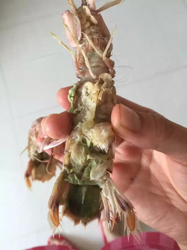 皮皮虾颜色变异,活皮皮虾蒸完以后变绿了怎么回事