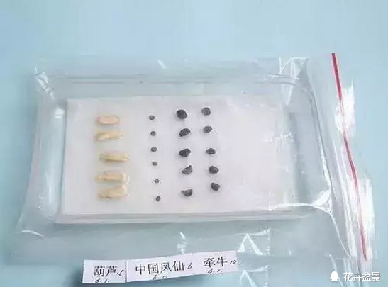 花种催芽方法有哪些呢,各种花种催芽方法