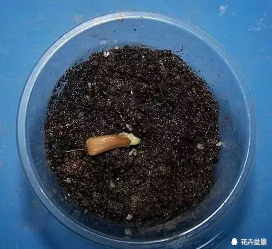 花种催芽方法有哪些呢,各种花种催芽方法