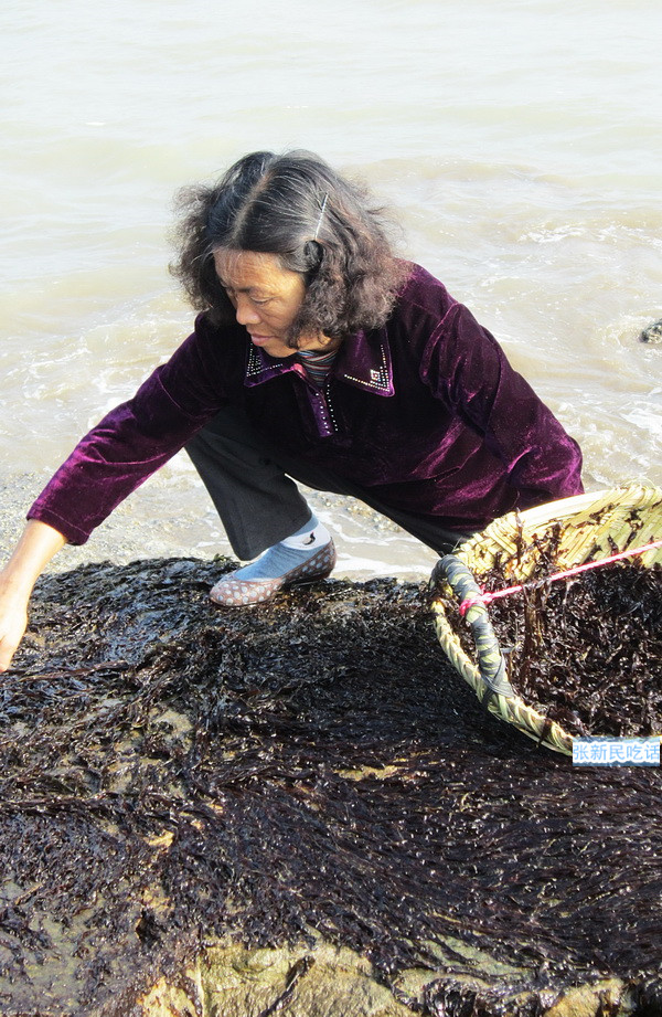 紫菜堪称海藻之王，但潮汕人为什么要说“浪险过打紫菜”呢？