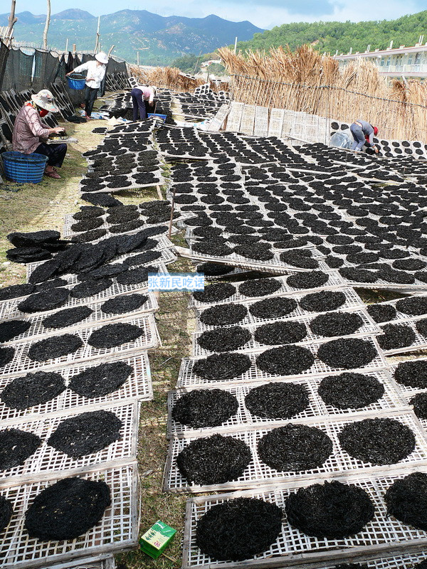 紫菜堪称海藻之王，但潮汕人为什么要说“浪险过打紫菜”呢？