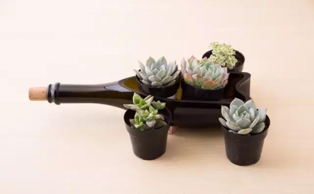 红酒瓶与多肉,玻璃瓶与多肉的邂逅