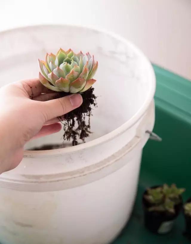 红酒瓶与多肉,玻璃瓶与多肉的邂逅