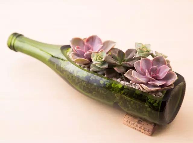 红酒瓶与多肉,玻璃瓶与多肉的邂逅
