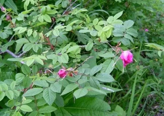 玫瑰蔷薇月季哪个好看,蔷薇月季玫瑰区别是什么