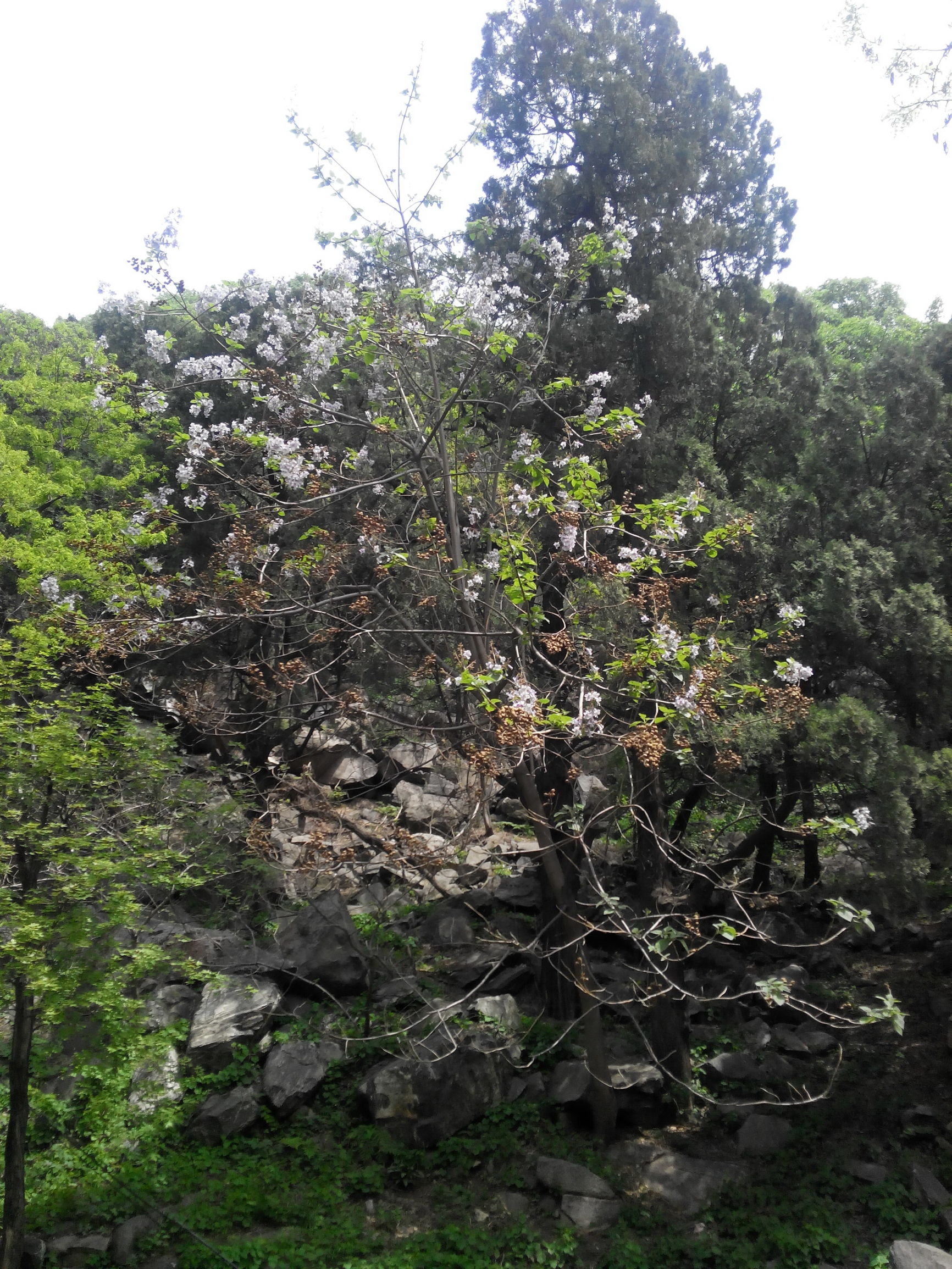 天津去泰山自由行攻略,天津泰山旅游攻略自助游