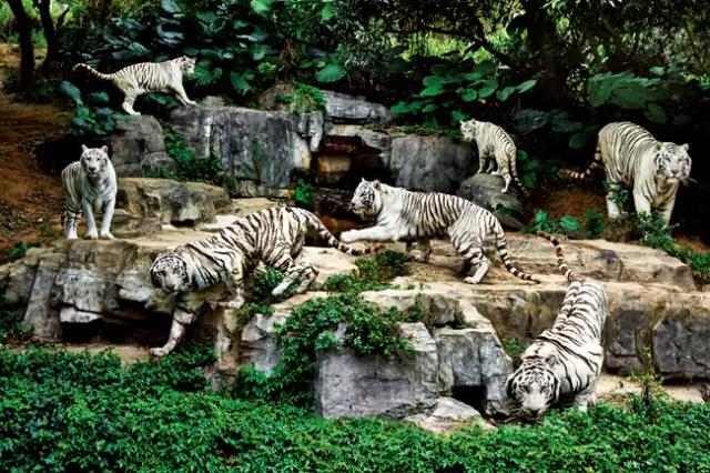 长隆适合小朋友玩的地方,长隆有哪些小朋友可以玩的项目