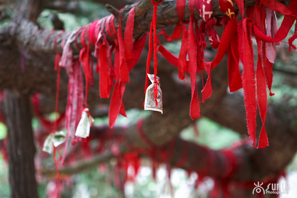 为什么古树都要拴红绳,往古树上拴红绳什么意思