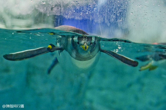 珠海长隆旅游攻略和住宿,珠海长隆周末有什么活动