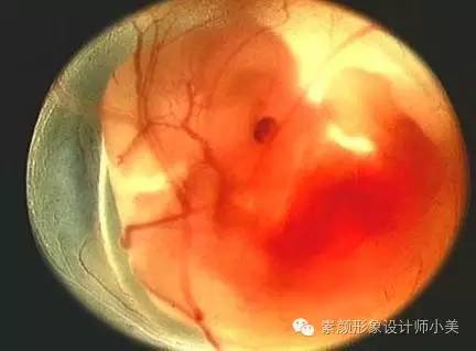 孕育课堂：怀孕八周胎儿发育与孕妈变化