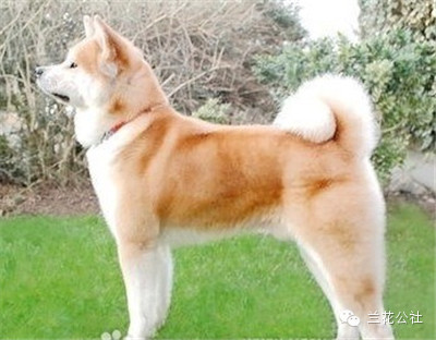 各种狗狗及其身价，狗迷们赶紧收藏起来