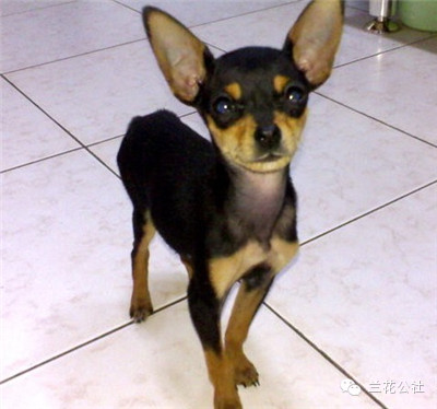 各种狗狗及其身价，狗迷们赶紧收藏起来