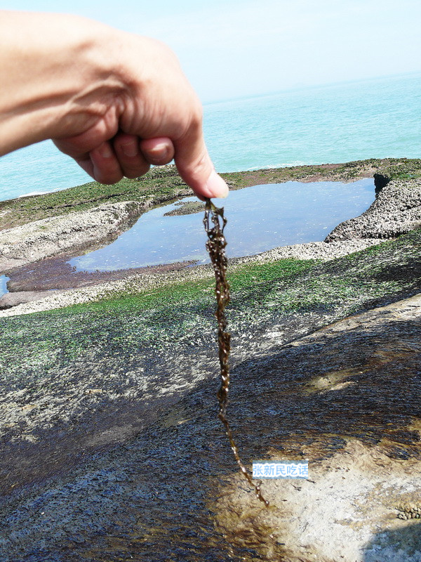 紫菜堪称海藻之王，但潮汕人为什么要说“浪险过打紫菜”呢？