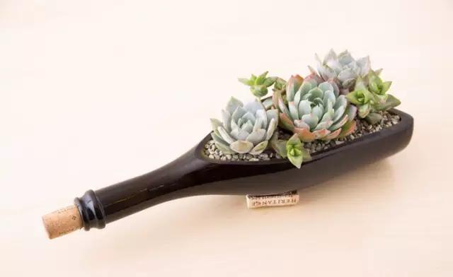 红酒瓶与多肉,玻璃瓶与多肉的邂逅