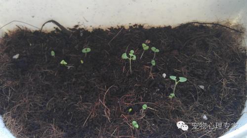 养猫新手入门必知猫薄荷,猫薄荷栽培方法有哪些