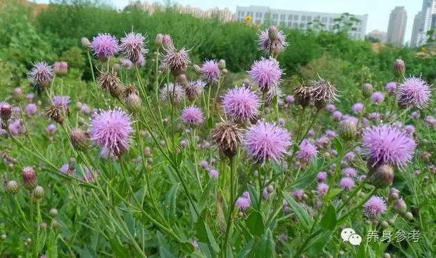 路边的野草也能降血压！你想不到的降压方法就在这~