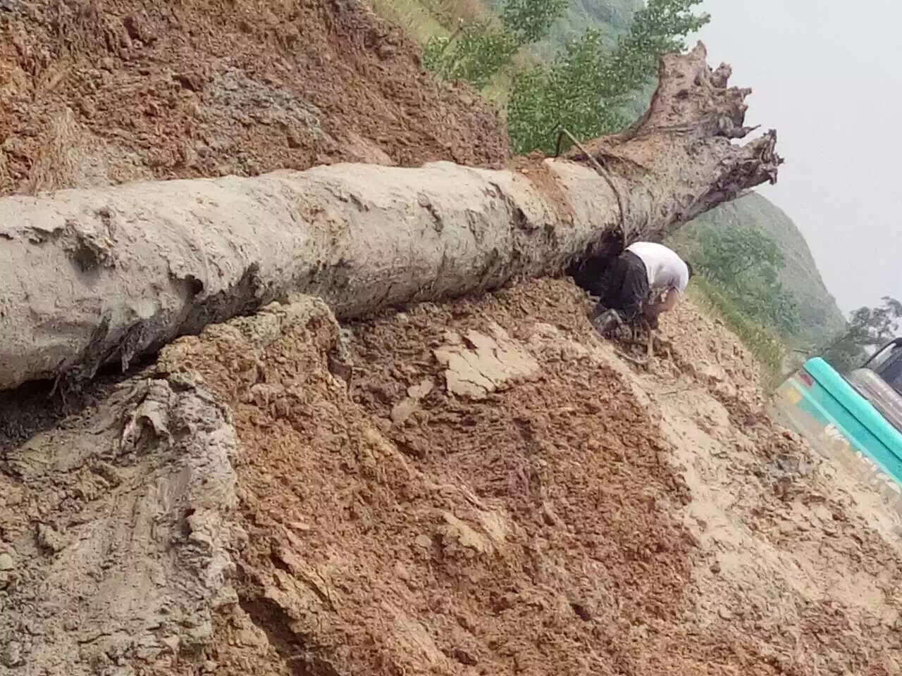 农民挖出天价乌木归属引争议,四川挖到天价乌木纪录片