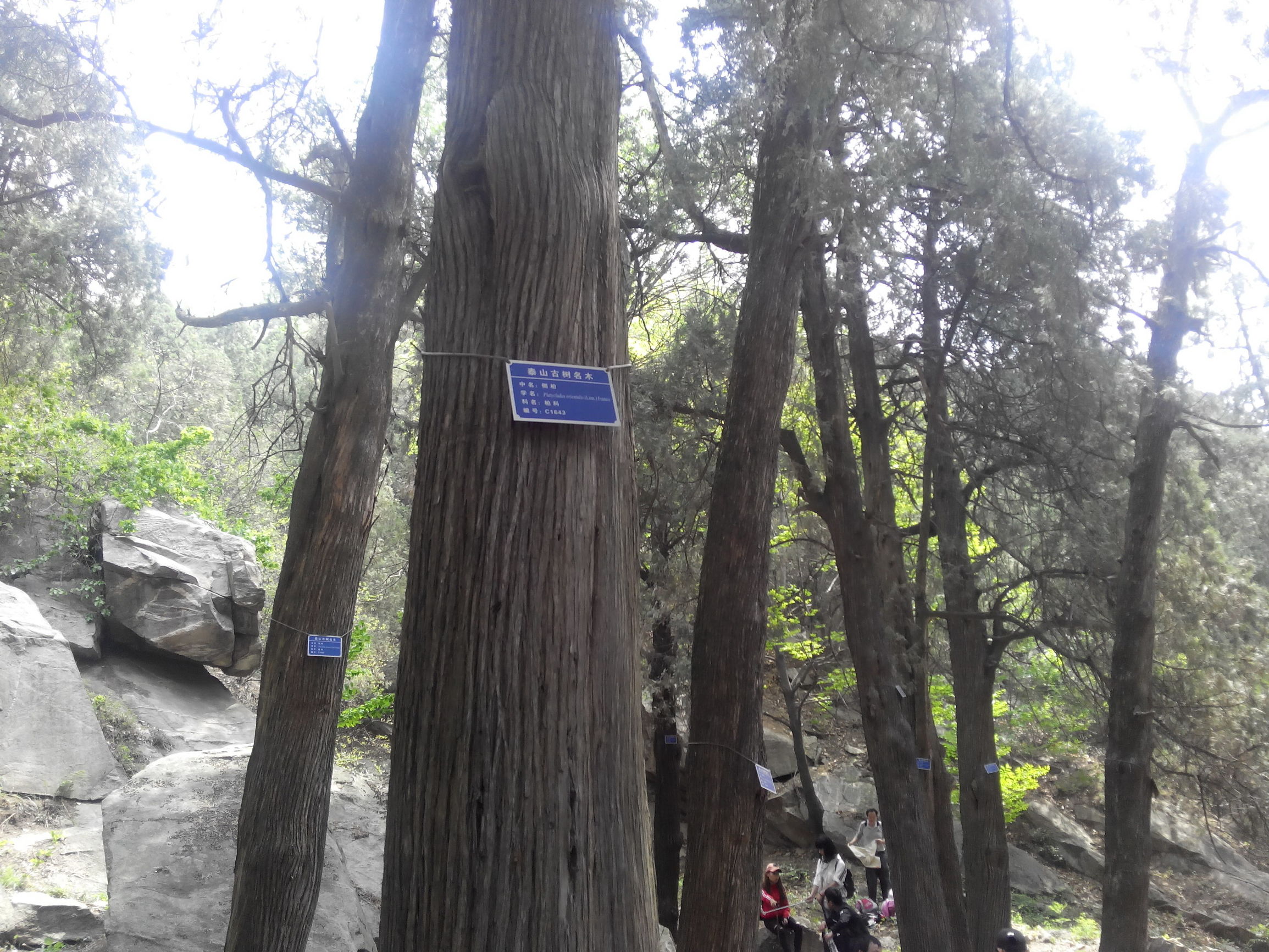 天津去泰山自由行攻略,天津泰山旅游攻略自助游