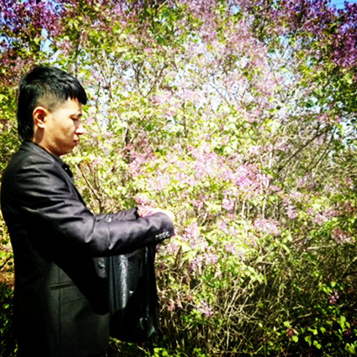 丁香花纯露作用与功效,丁香花纯露怎么做