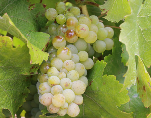 白葡萄哪个品种好吃,进口水果品种大全白葡萄