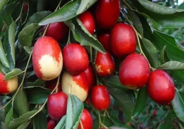 河北特点伴手礼,河北有什么好吃的伴手礼