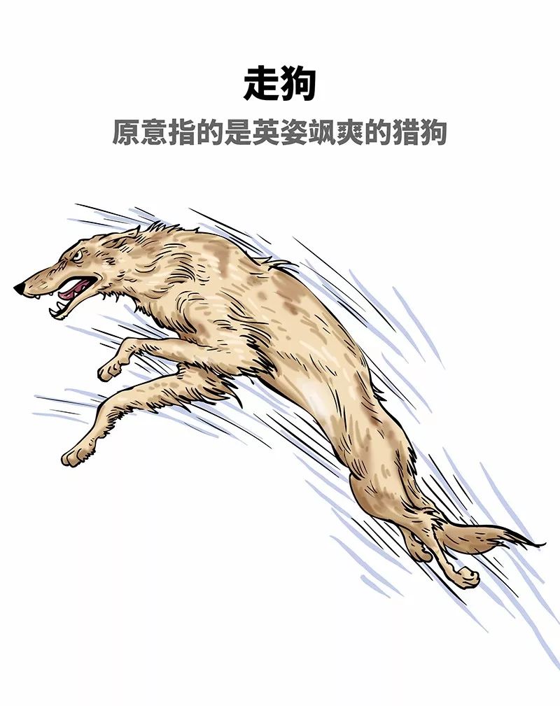 狗年一定旺的狗狗,狗年了你知道狗的种类有哪些吗