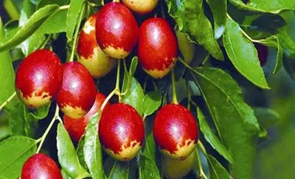 河北特点伴手礼,河北有什么好吃的伴手礼