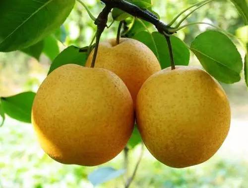 河北特点伴手礼,河北有什么好吃的伴手礼