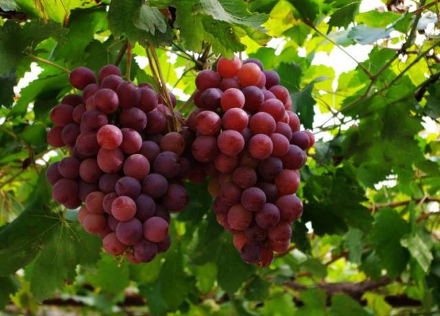 河北特点伴手礼,河北有什么好吃的伴手礼