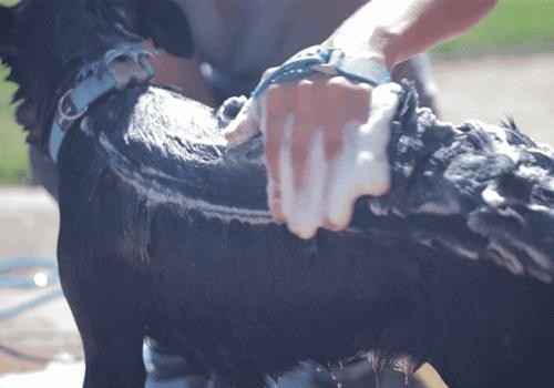 给狗狗洗澡用的淋浴,一次性手套戴上就可以给狗狗洗澡