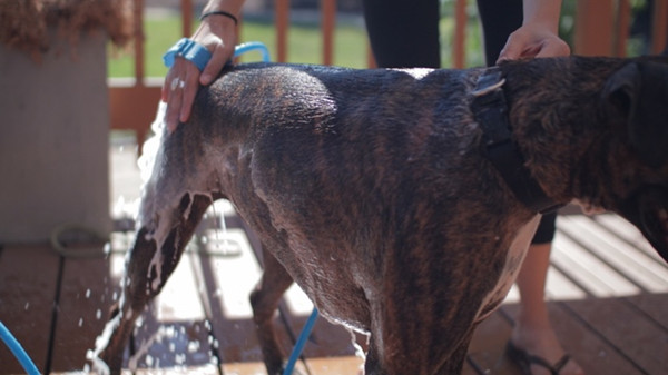 给狗狗洗澡用的淋浴,一次性手套戴上就可以给狗狗洗澡