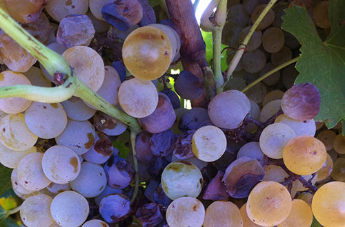 白葡萄哪个品种好吃,进口水果品种大全白葡萄