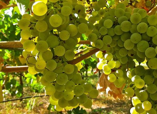 白葡萄哪个品种好吃,进口水果品种大全白葡萄