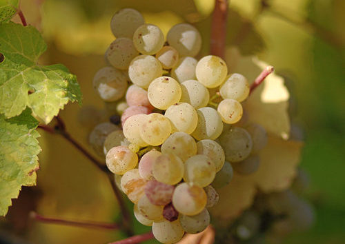 白葡萄哪个品种好吃,进口水果品种大全白葡萄