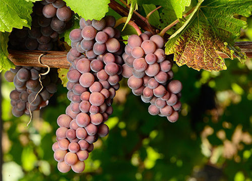 白葡萄哪个品种好吃,进口水果品种大全白葡萄